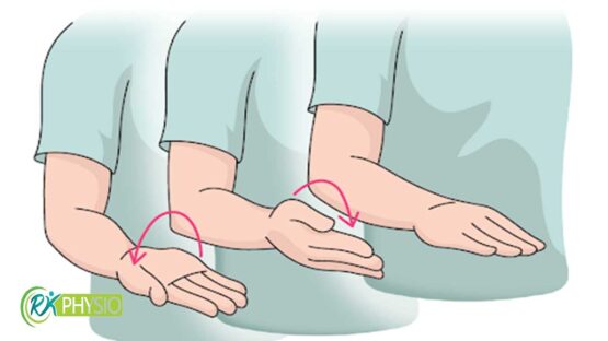 چرخش ساعد (Pronation and Supination)